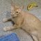 Tomcat Petty