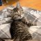 Caboose