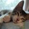Churro