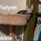Violynn
