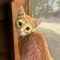 Marmalade