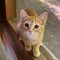 Marmalade