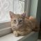 Marmalade