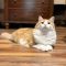 Connor