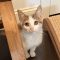 Shelly