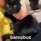 Barnabus